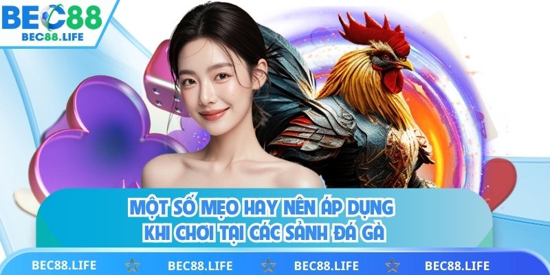 Một số mẹo hay nên áp dụng khi chơi tại các sảnh đá gà