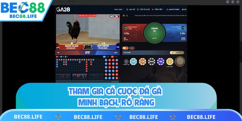 Tham gia cá cược đá gà minh bạch, rõ ràng